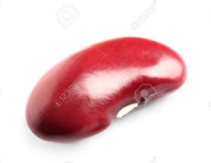 rote Bohne für Essen Ingredient